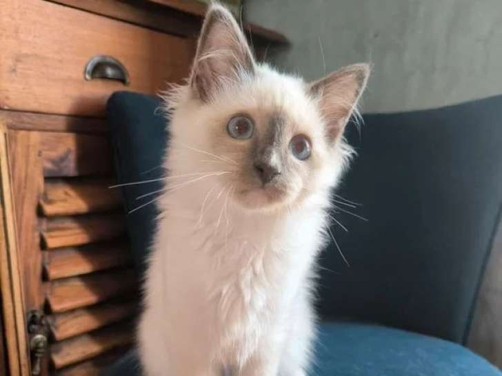 2 chatons Sacré de Birmanie mâles blue point LOOF à vendre
