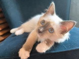 2 chatons Sacré de Birmanie mâles blue point LOOF à vendre
