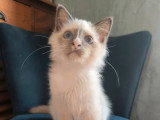 2 chatons Sacré de Birmanie mâles blue point LOOF à vendre
