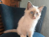 2 chatons Sacré de Birmanie mâles blue point LOOF à vendre