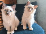 2 chatons Sacré de Birmanie mâles blue point LOOF à vendre