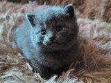Chatons Chartreux à vendre