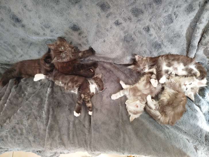 Chatons Maine Coon LOOF à vendre