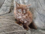 Chatons Maine Coon LOOF à vendre
