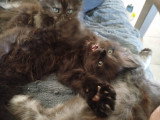 Chatons Maine Coon LOOF à vendre
