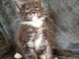 Chatons Maine Coon LOOF à vendre