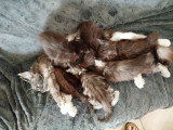 Chatons Maine Coon LOOF à vendre