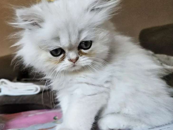 Chaton Persan mâle black silver chinchilla LOOF à vendre né en avril 2026