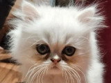 Chaton Persan mâle black silver chinchilla LOOF à vendre né en avril 2026