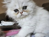 Chaton Persan mâle black silver chinchilla LOOF à vendre né en avril 2026