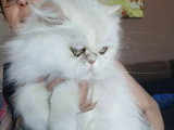Chaton Persan mâle black silver chinchilla LOOF à vendre né en avril 2026