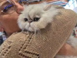 Chaton Persan mâle black silver chinchilla LOOF à vendre né en avril 2026