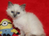 2 chatons Sacré de Birmanie blue point LOOF d'avril 2026 à réserver