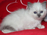 2 chatons Sacré de Birmanie blue point LOOF d'avril 2026 à réserver