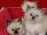 2 chatons Sacré de Birmanie blue point LOOF d'avril 2026 à réserver