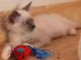 2 chatons Sacré de Birmanie blue point LOOF d'avril 2026 à réserver