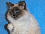 2 chatons Sacré de Birmanie blue point LOOF d'avril 2026 à réserver