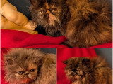 4 chatons Persan inscrits au LOOF nés en avril 2026 à réserver