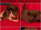 4 chatons Persan inscrits au LOOF nés en avril 2026 à réserver