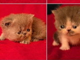 4 chatons Persan inscrits au LOOF nés en avril 2026 à réserver