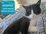 Miço, chat tendre à adopter en association