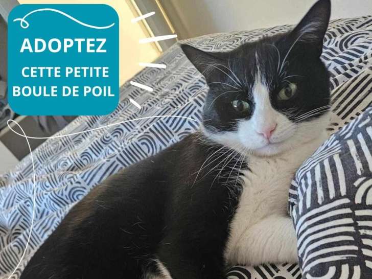 Miço, chat tendre à adopter en association