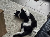 Miço, chat tendre à adopter en association