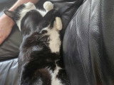 Miço, chat tendre à adopter en association