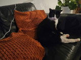 Miço, chat tendre à adopter en association