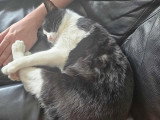 Miço, chat tendre à adopter en association
