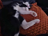 Miço, chat tendre à adopter en association
