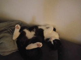 Miço, chat tendre à adopter en association
