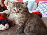 Chaton femelle Highland Straight LOOF à vendre de mai 2026