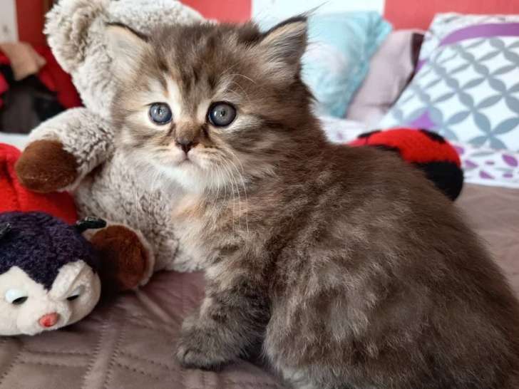 Chaton femelle Highland Straight LOOF à vendre de mai 2026