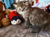 Chaton femelle Highland Straight LOOF à vendre de mai 2026