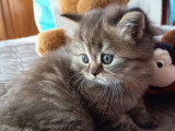 Chaton femelle Highland Straight LOOF à vendre de mai 2026