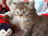 Chaton femelle Highland Straight LOOF à vendre de mai 2026