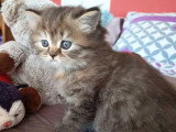 Chaton femelle Highland Straight LOOF à vendre de mai 2026
