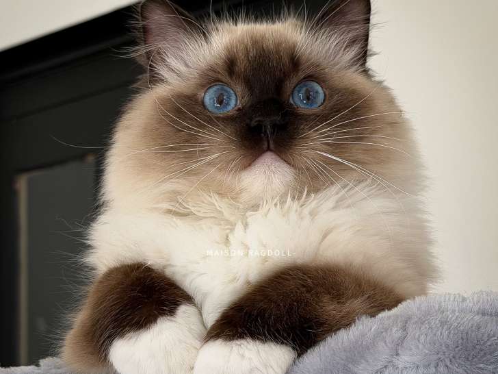 Jeune mâle Ragdoll seal point mitted à vendre