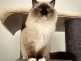 Jeune mâle Ragdoll seal point mitted à vendre