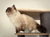Jeune mâle Ragdoll seal point mitted à vendre