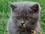 1 chaton British Shorthair mâle bleu non LOOF d'avril 2026 à vendre