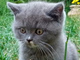 1 chaton British Shorthair mâle bleu non LOOF d'avril 2026 à vendre