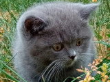 1 chaton British Shorthair mâle bleu non LOOF d'avril 2026 à vendre