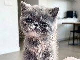 Chaton femelle Exotic Shorthair blue tortie inscrit au LOOF à vendre