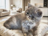 Chaton femelle Exotic Shorthair blue tortie inscrit au LOOF à vendre