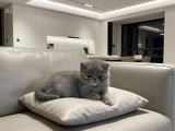 Chaton femelle Exotic Shorthair blue tortie inscrit au LOOF à vendre