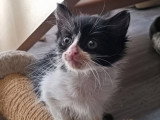 Cassie, adorable chatonne à adopter en association