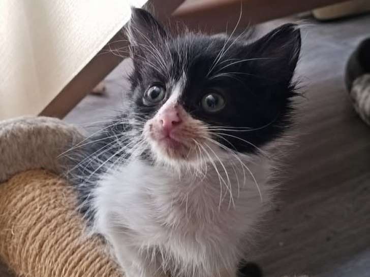 Cassie, adorable chatonne à adopter en association