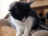 Cassie, adorable chatonne à adopter en association